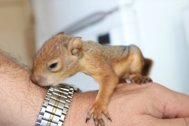 Koruma altına alınan 3 yavru sincap şırıngayla besleniyor